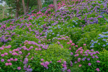 あじさい祭り in 太閤山ランド（2018,2019）
