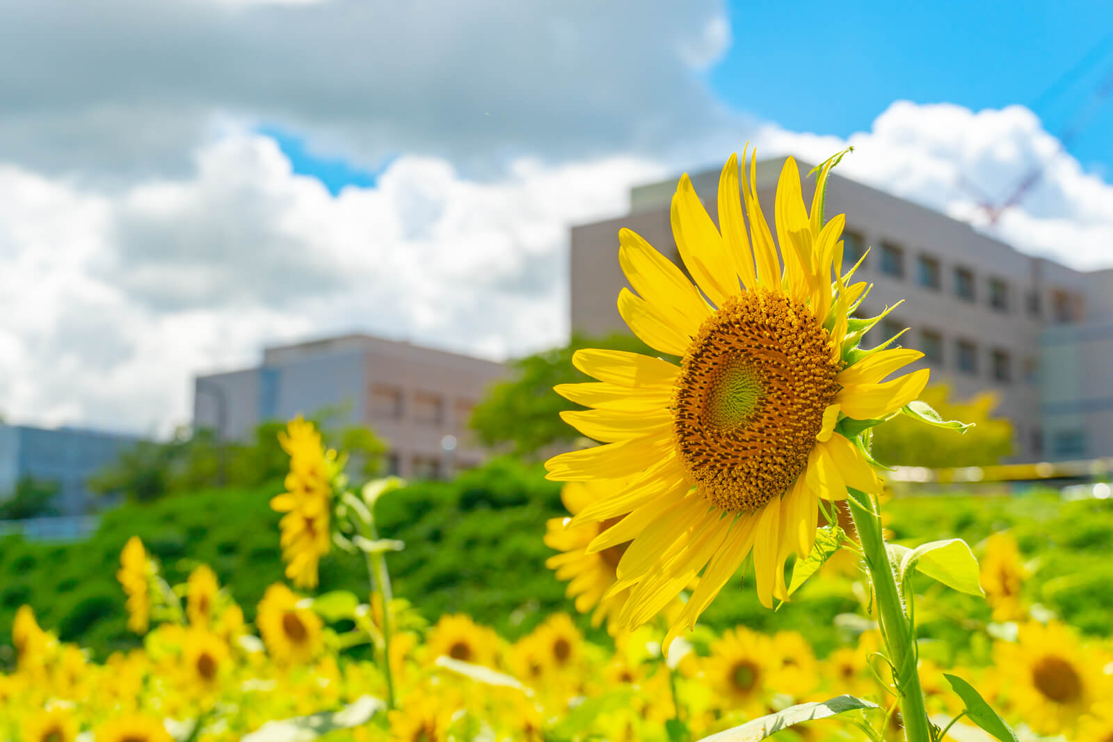 写真 富山県立大学ひまわり畑18 19 Vr 北陸