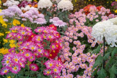 写真 0種3万本 南砺菊まつり よさこい In 南砺市園芸植物園 Vr 北陸