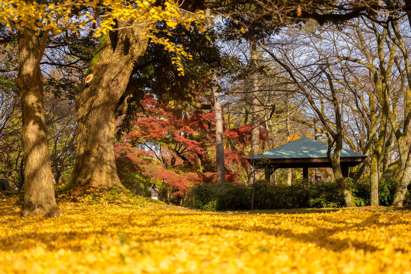 写真 富山県10大紅葉スポット高岡古城公園 Vr 北陸