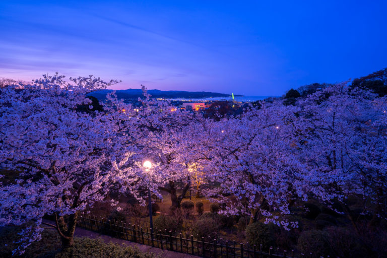 氷桜✨️ 写真】氷見市の桜景色パノラマ(朝日山公園・ふれあいの森・湊川)|VR:北陸