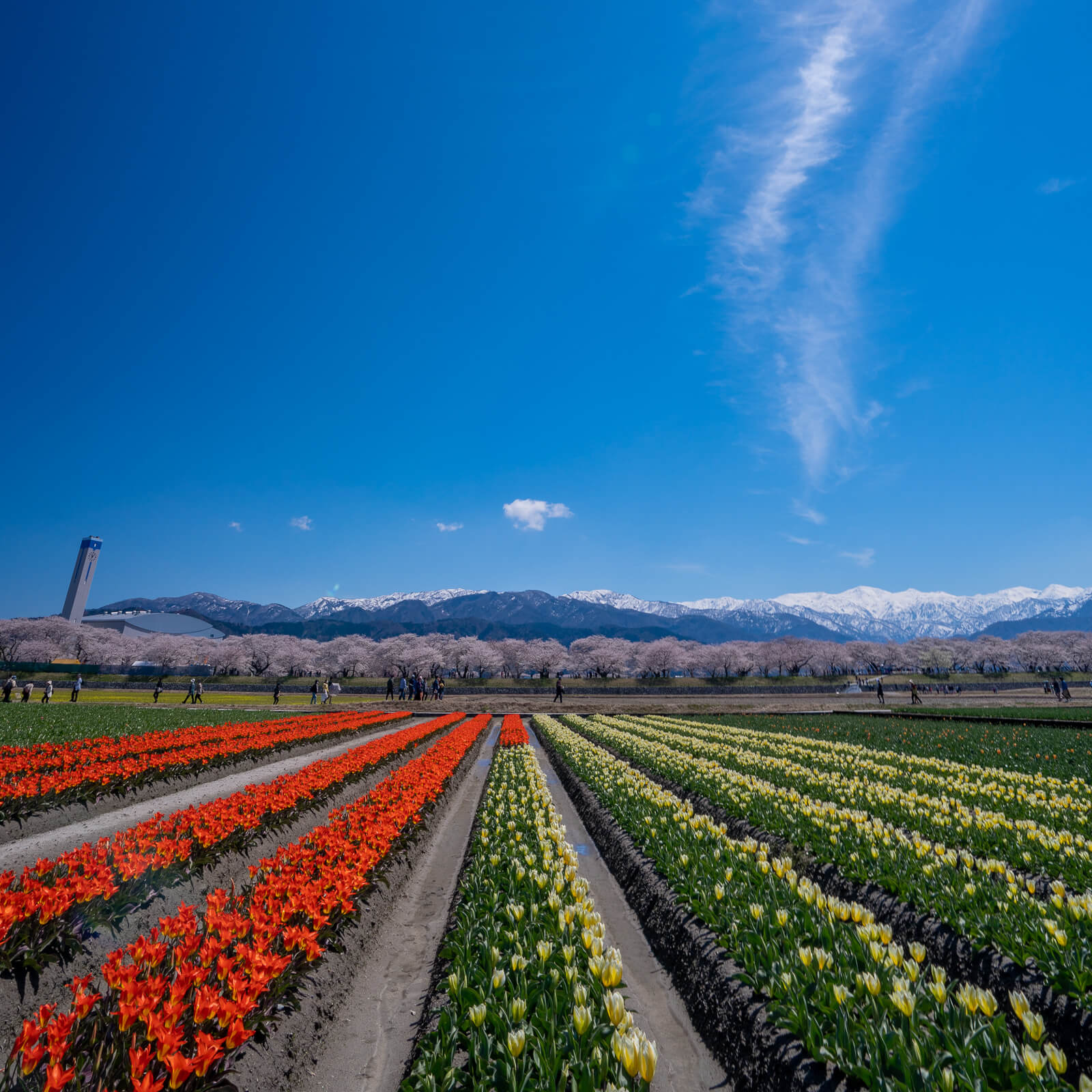 写真】あさひ舟川春の四重奏(桜・菜の花・チューリップ・朝日岳