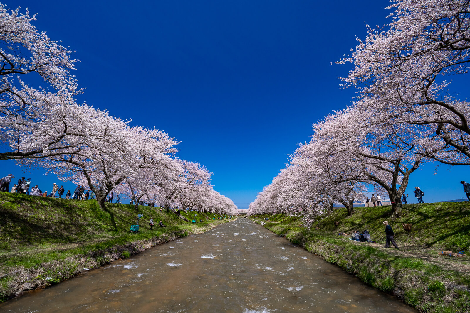 写真】あさひ舟川春の四重奏(桜・菜の花・チューリップ・朝日岳