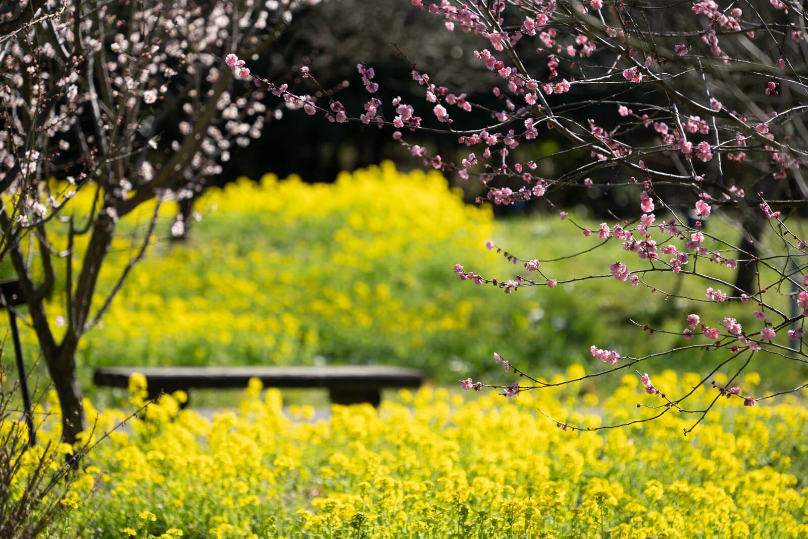 写真 見頃の梅と菜の花 雪割草富山県大会 In 中央植物園 Vr 北陸