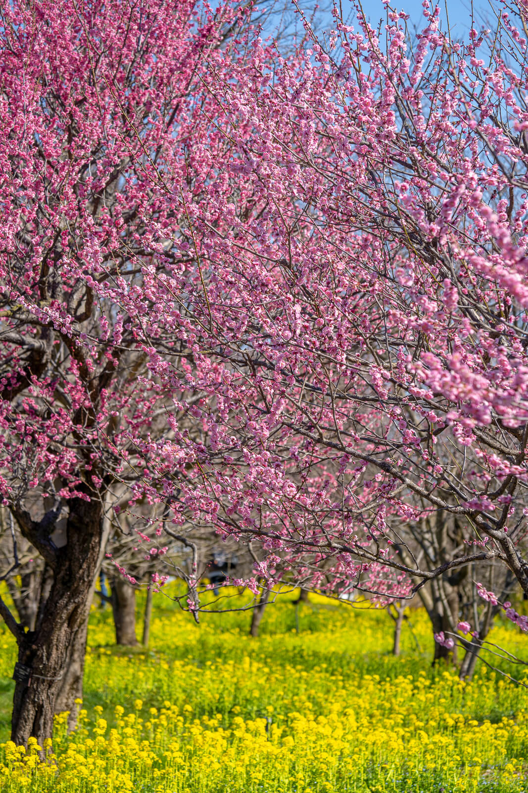 写真 見頃の梅と菜の花 雪割草富山県大会 In 中央植物園 Vr 北陸