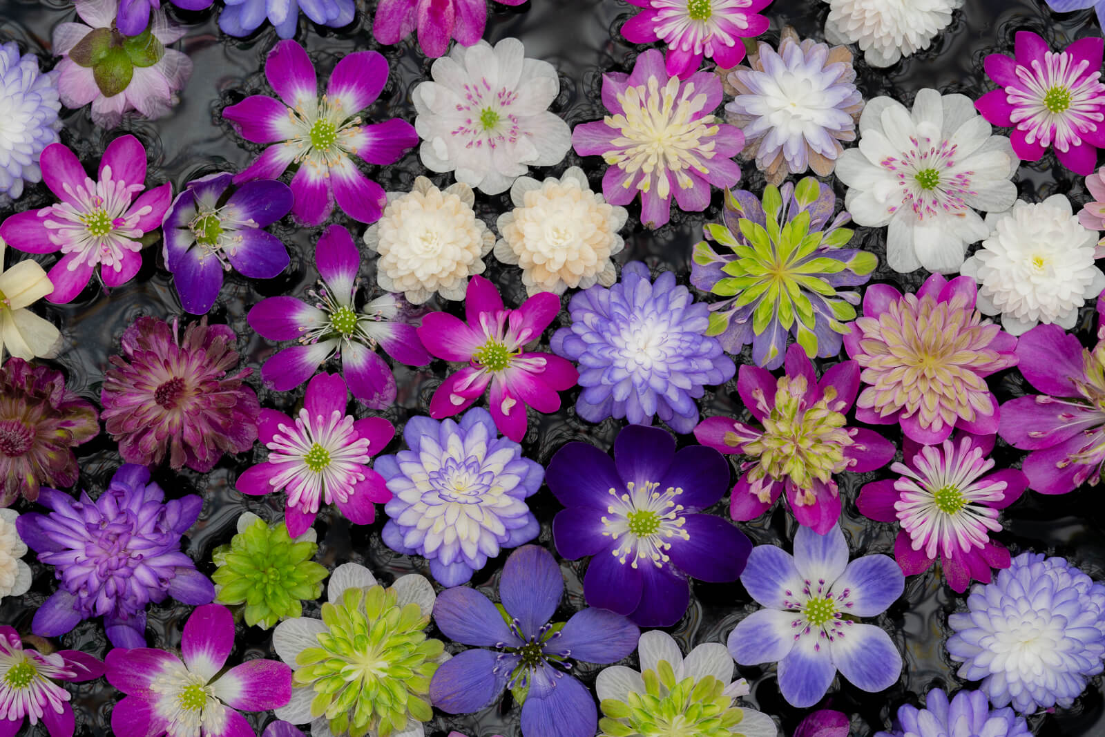 写真】見頃の梅と菜の花&雪割草富山県大会 in 中央植物園|VR:北陸