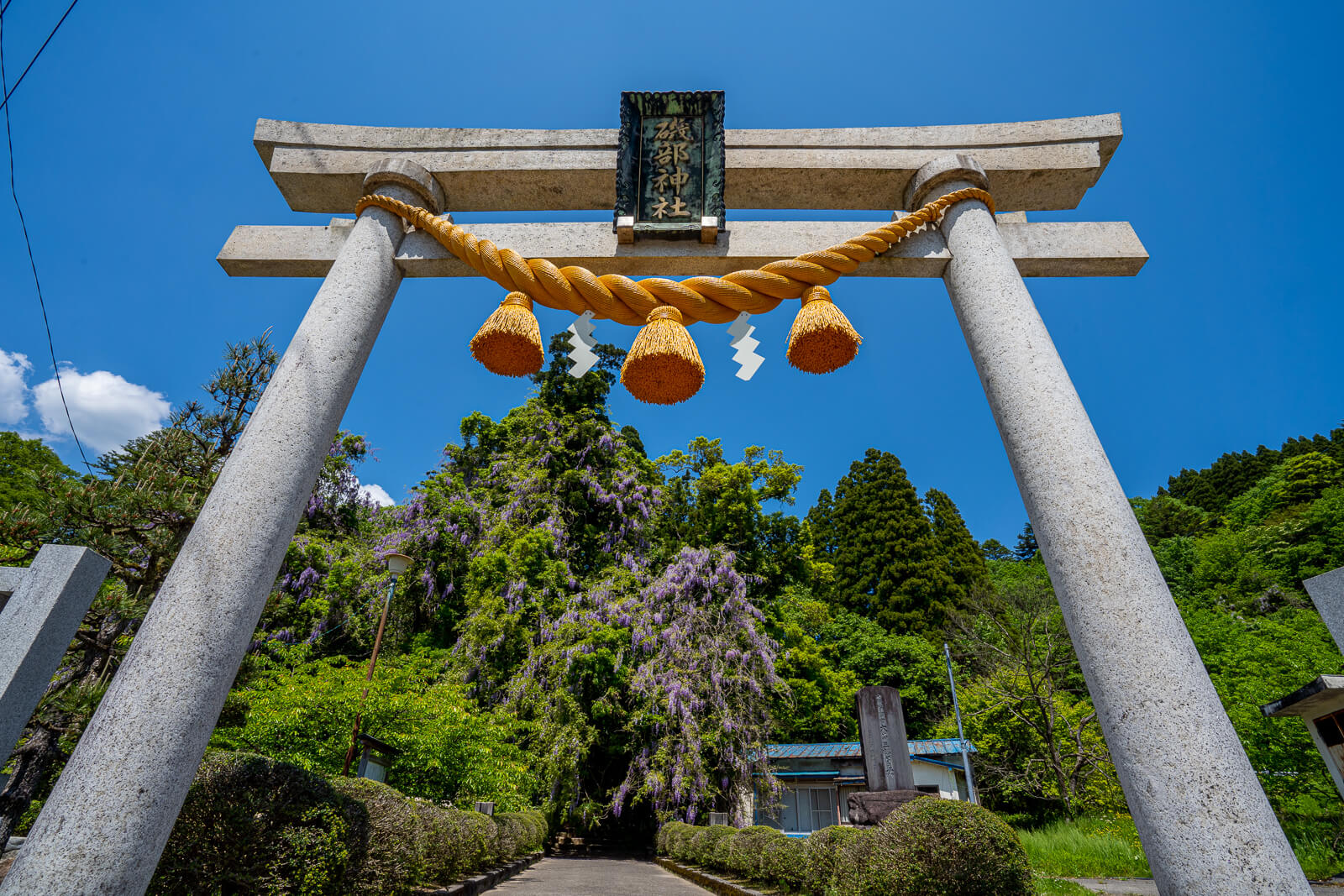 【写真】圧倒！氷見市磯部神社満開の巨大ヤマフジ(表年)（2021,2019）|VR…