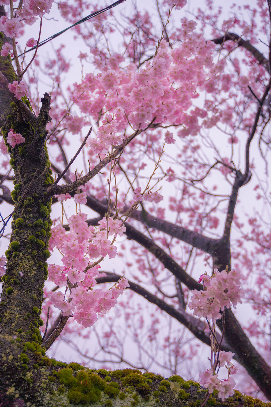 写真 高岡古城公園の雪桜と満開の桜 Vr 北陸