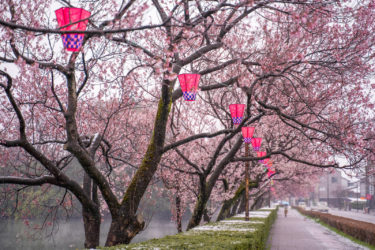 高岡古城公園の雪桜と満開の桜（2019/4）