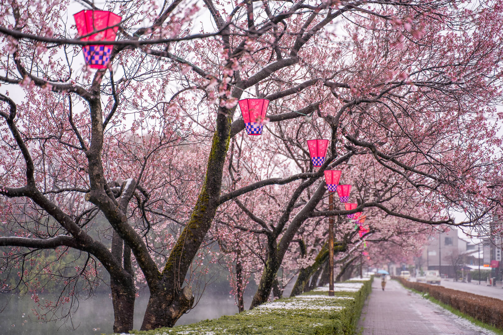 写真 高岡古城公園の雪桜と満開の桜 Vr 北陸