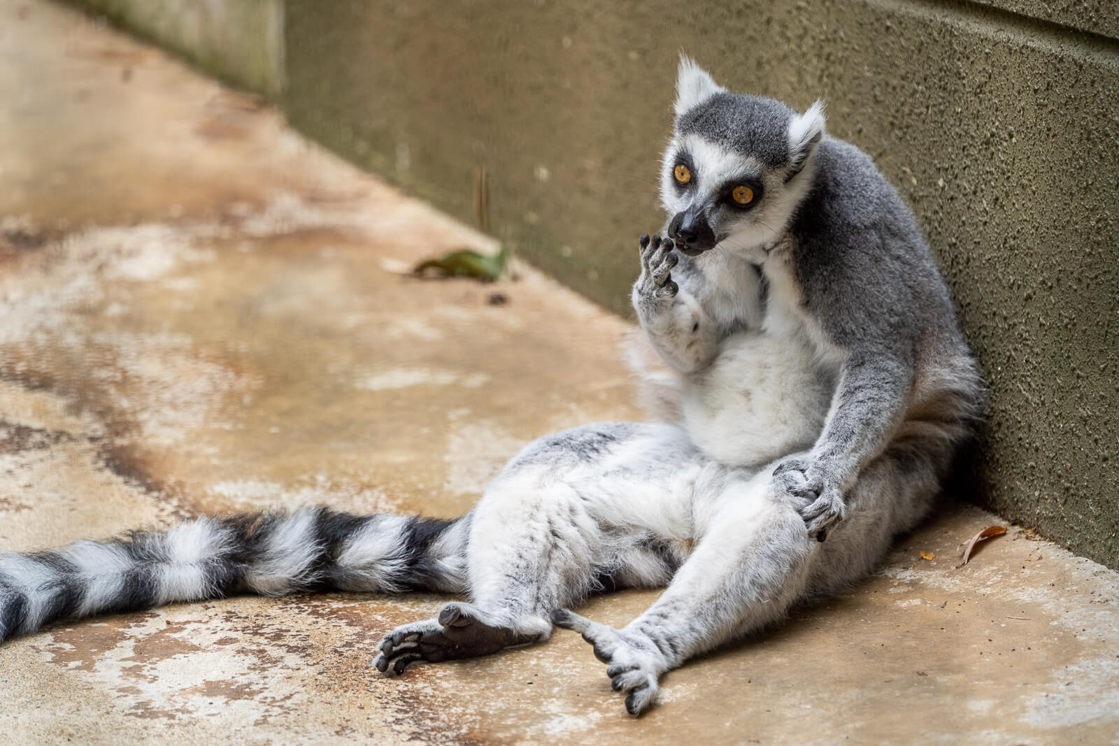 tomomi 　スピールフォーム　キツネの親子　シロクマの家族 tomomi スピールフォーム キツネの親子 シロクマの家族 シロクマ親子