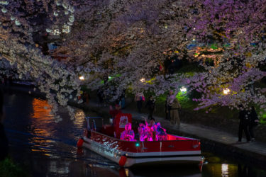 松川べり満開の桜と幽玄チンドン夜桜流し（2019/4/5）