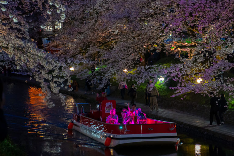 写真】富山市松川べり満開の桜と幽玄チンドン夜桜流し|VR:北陸