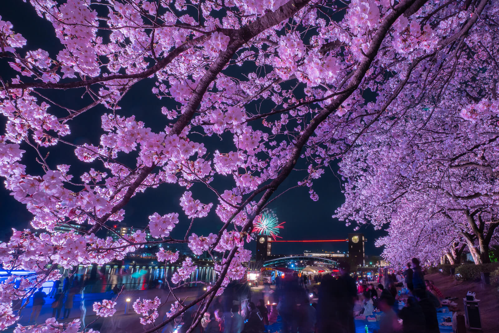 写真】富山市富岩運河環水公園の超満開の桜と花火|VR:北陸