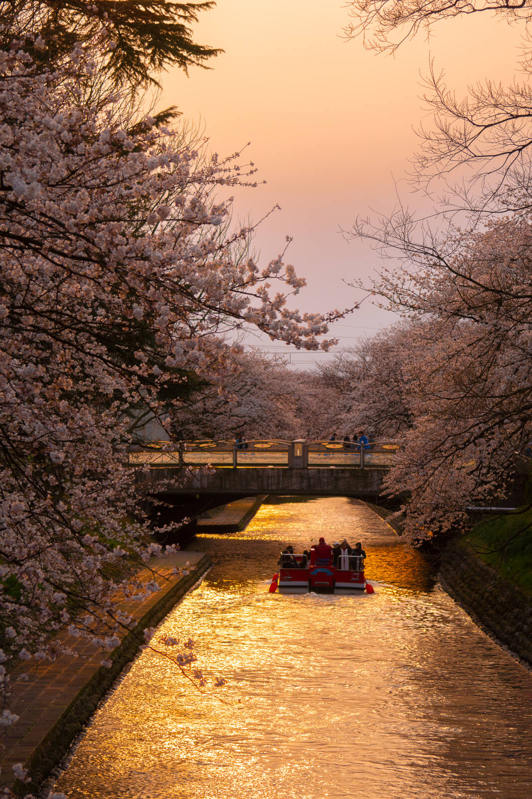 写真 富山市松川べり満開の桜と幽玄チンドン夜桜流し Vr 北陸
