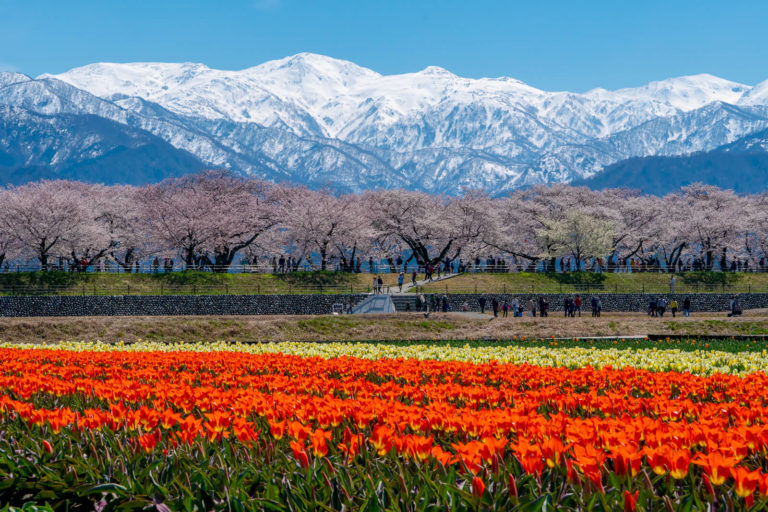 写真】あさひ舟川春の四重奏(桜・菜の花・チューリップ・朝日岳)|VR:北陸