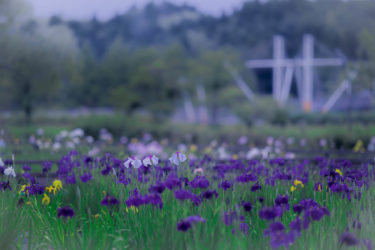 花しょうぶ園 in 氷見市十二町潟水郷公園2020