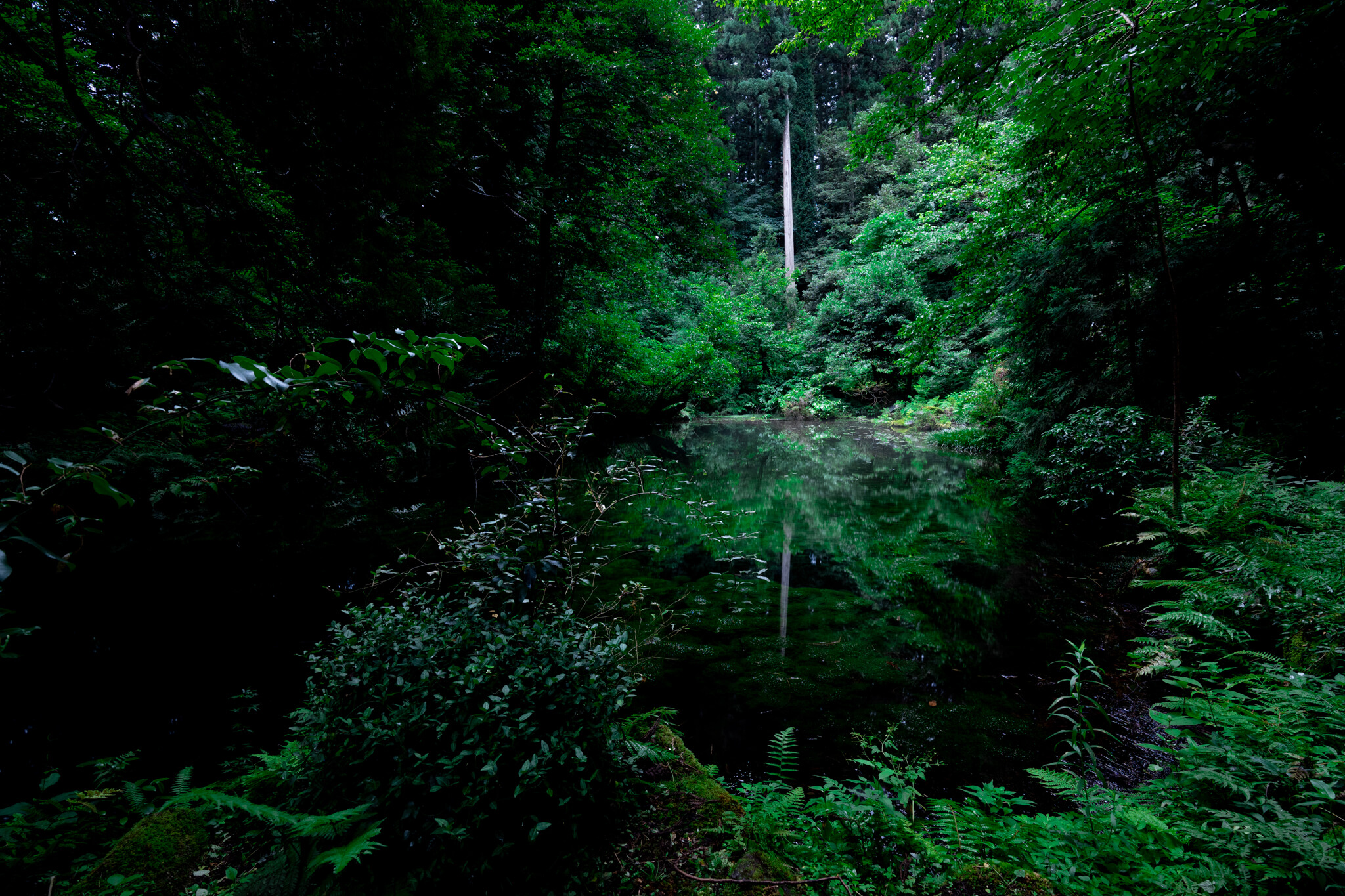 写真 夏の霊泉 御手洗池 In 石川県七尾市 Vr 北陸
