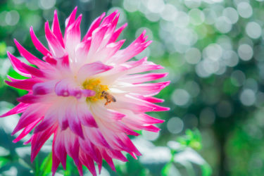 秋バラとダリア in 氷見市あいやまガーデン2018