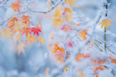 高岡古城公園 紅葉と雪の奇跡のコラボ2020