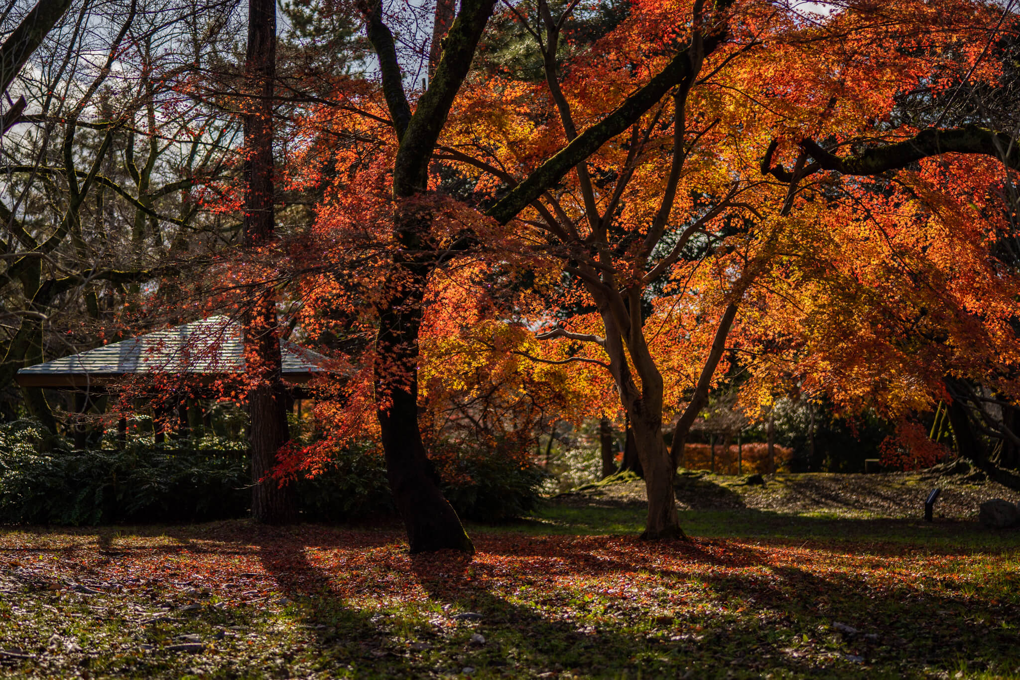 写真 高岡古城公園 紅葉と雪の奇跡のコラボ Vr 北陸