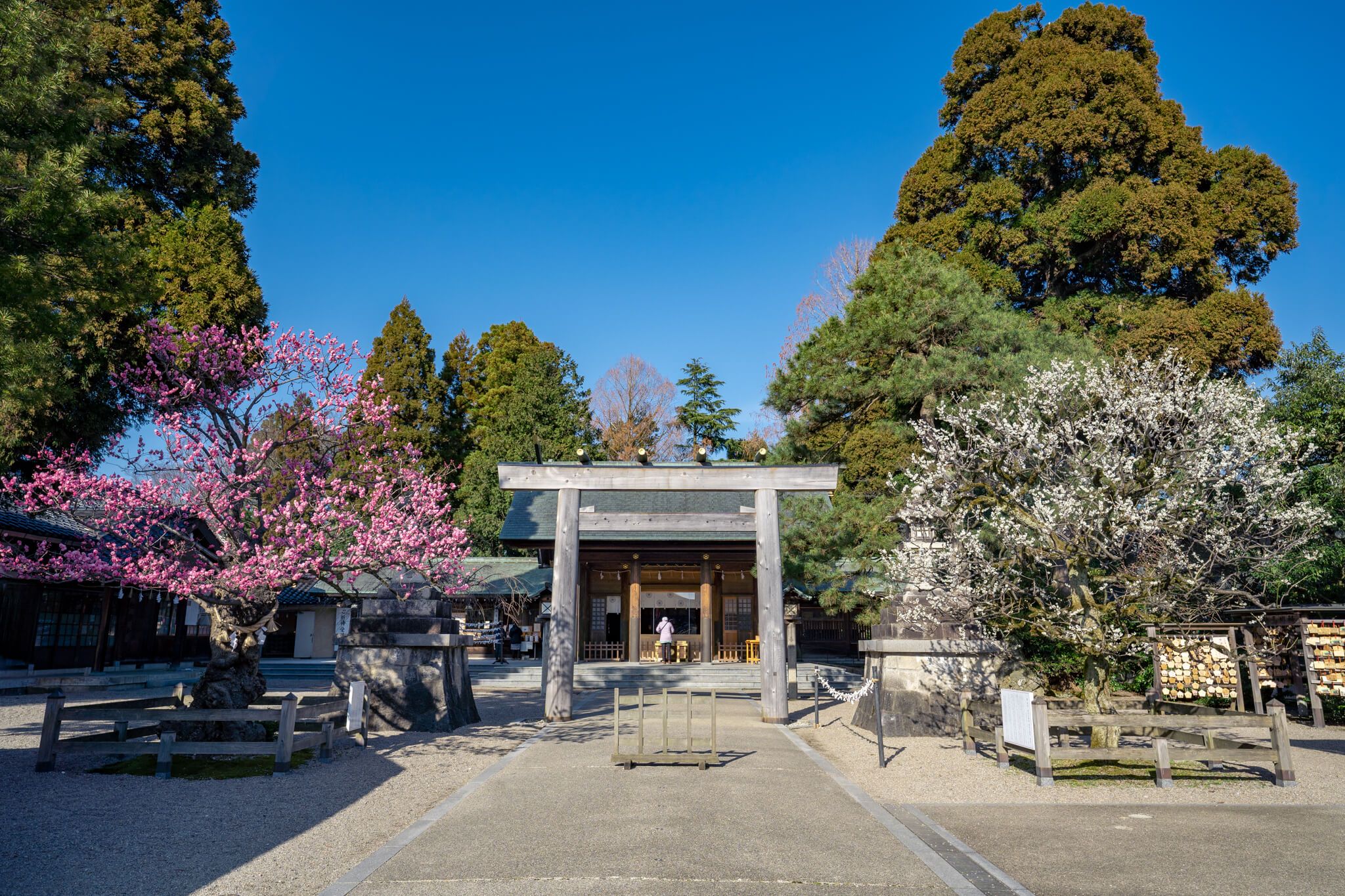 写真】高岡古城公園梅林と射水神社の梅2021|VR:北陸