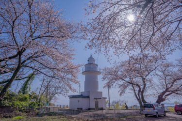恋する灯台「岩崎ノ鼻灯台」の満開の桜2021