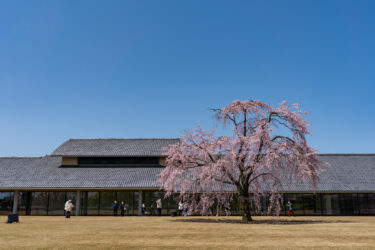 富山県水墨美術館のしだれ桜と神通川桜並木2021