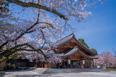 圧巻！富山県護国神社の満開の桜2021
