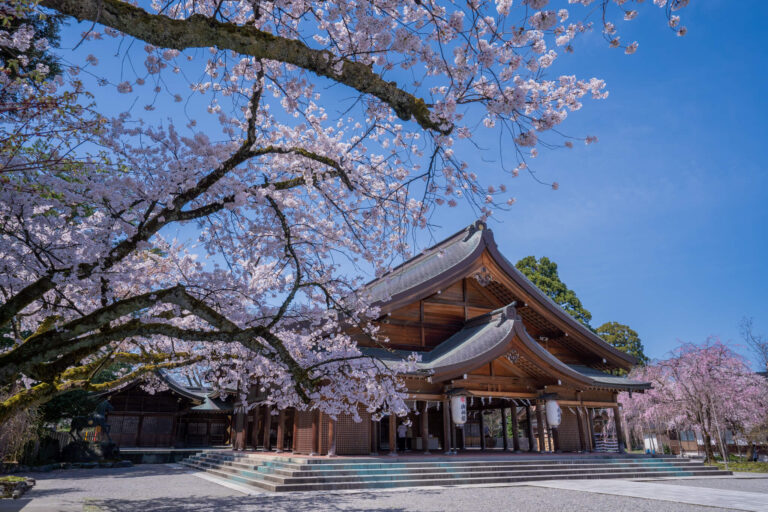 写真 富山県護国神社の満開の桜21 Vr 北陸