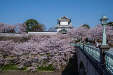 快晴下の金沢城公園の満開の桜2021