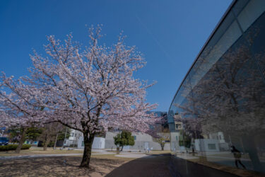 金沢21世紀美術館の満開の桜2021