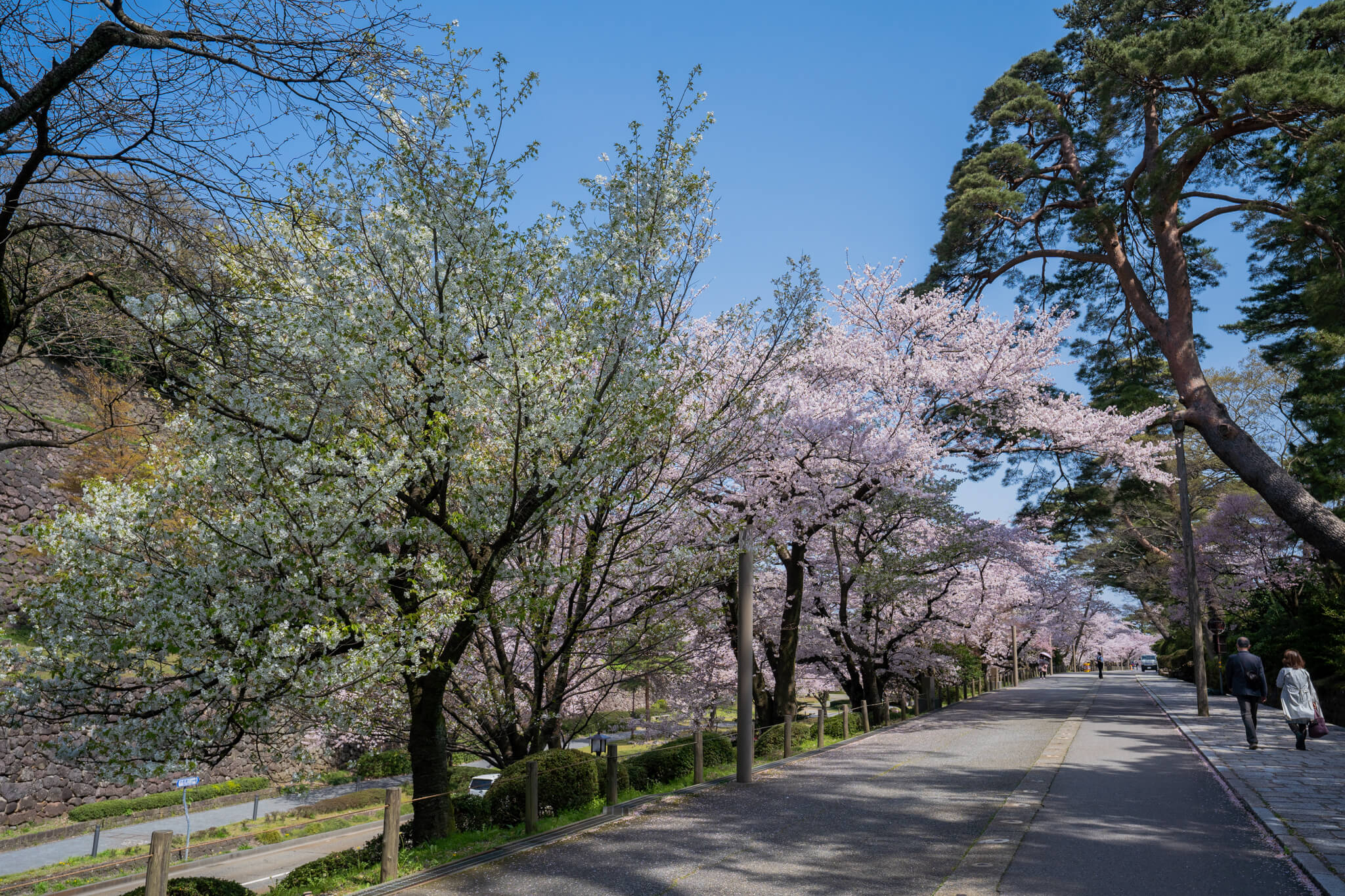 写真 特別名勝 金沢市兼六園 の満開の桜21 Vr 北陸