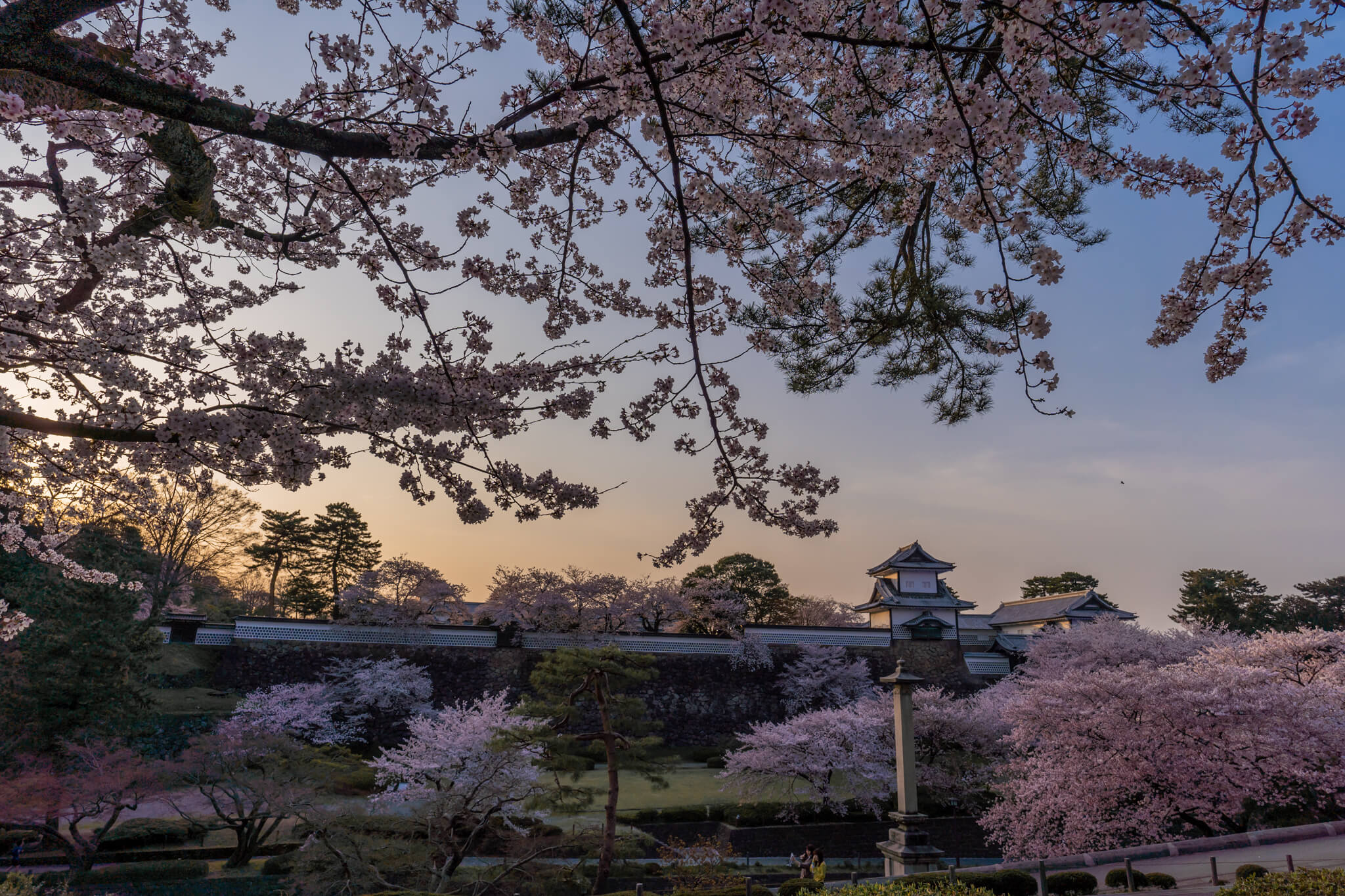 写真 金沢城公園の夜桜ライトアップ21 Vr 北陸