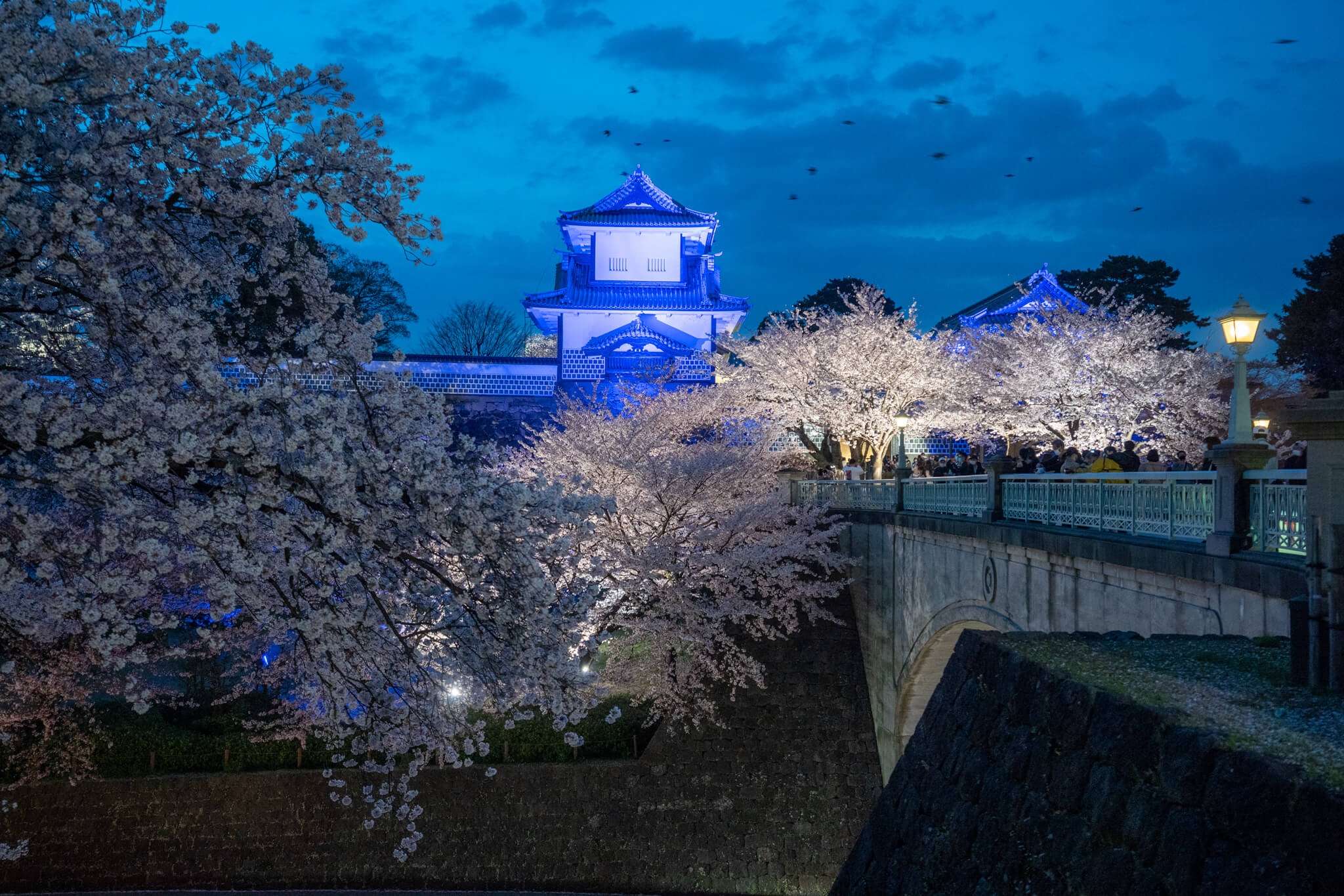 写真 金沢城公園の夜桜ライトアップ21 Vr 北陸