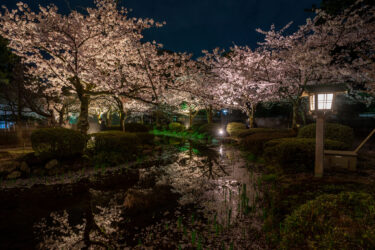 特別名勝「金沢市兼六園」の夜桜ライトアップ2021