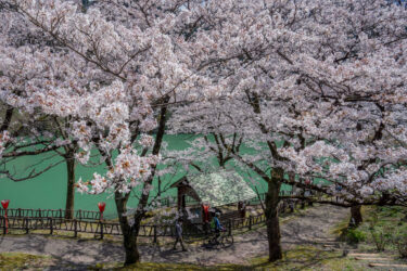 庄川水記念公園・庄川合口ダムの満開の桜2021