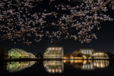 富山県中央植物園さくらまつり（夜桜ライトアップ）2021