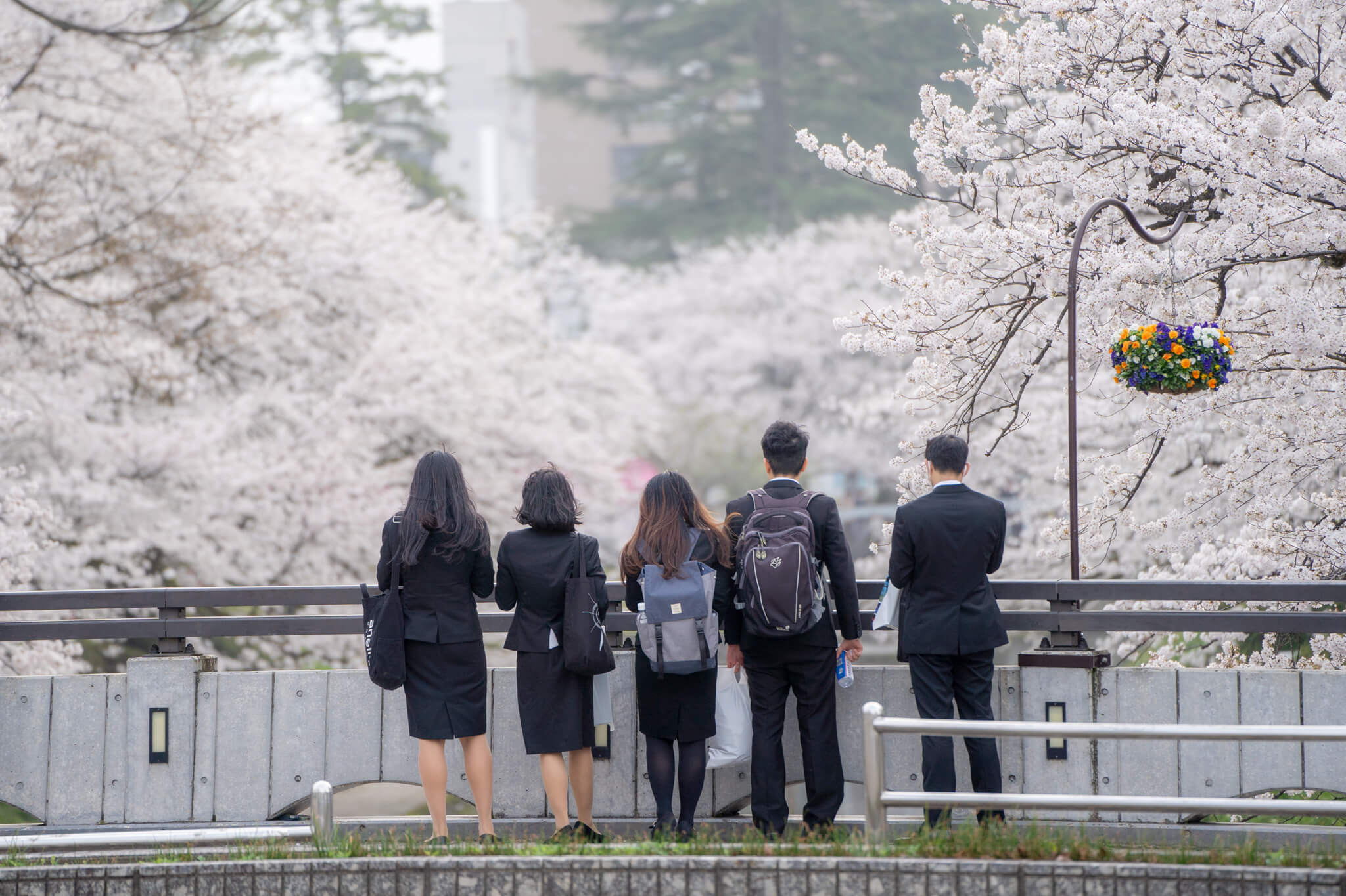 写真 富山市松川べりの桜と遊覧船21 Vr 北陸