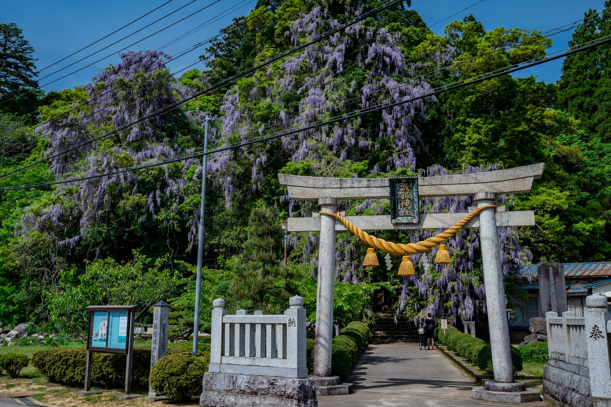 写真】圧倒！氷見市磯部神社満開の巨大ヤマフジ(表年)（2021,2019）|VR