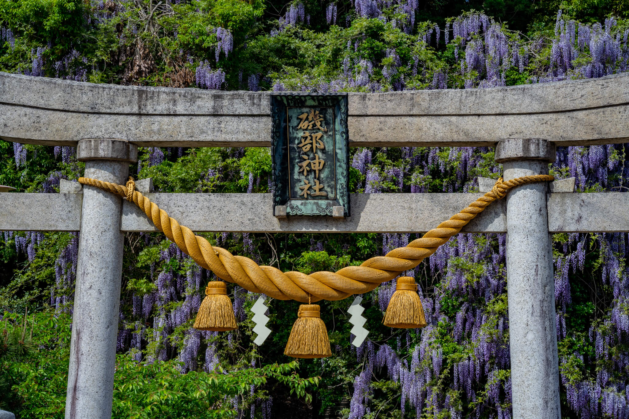 【写真】圧倒！氷見市磯部神社満開の巨大ヤマフジ(表年)（2021,2019）|VR:北陸