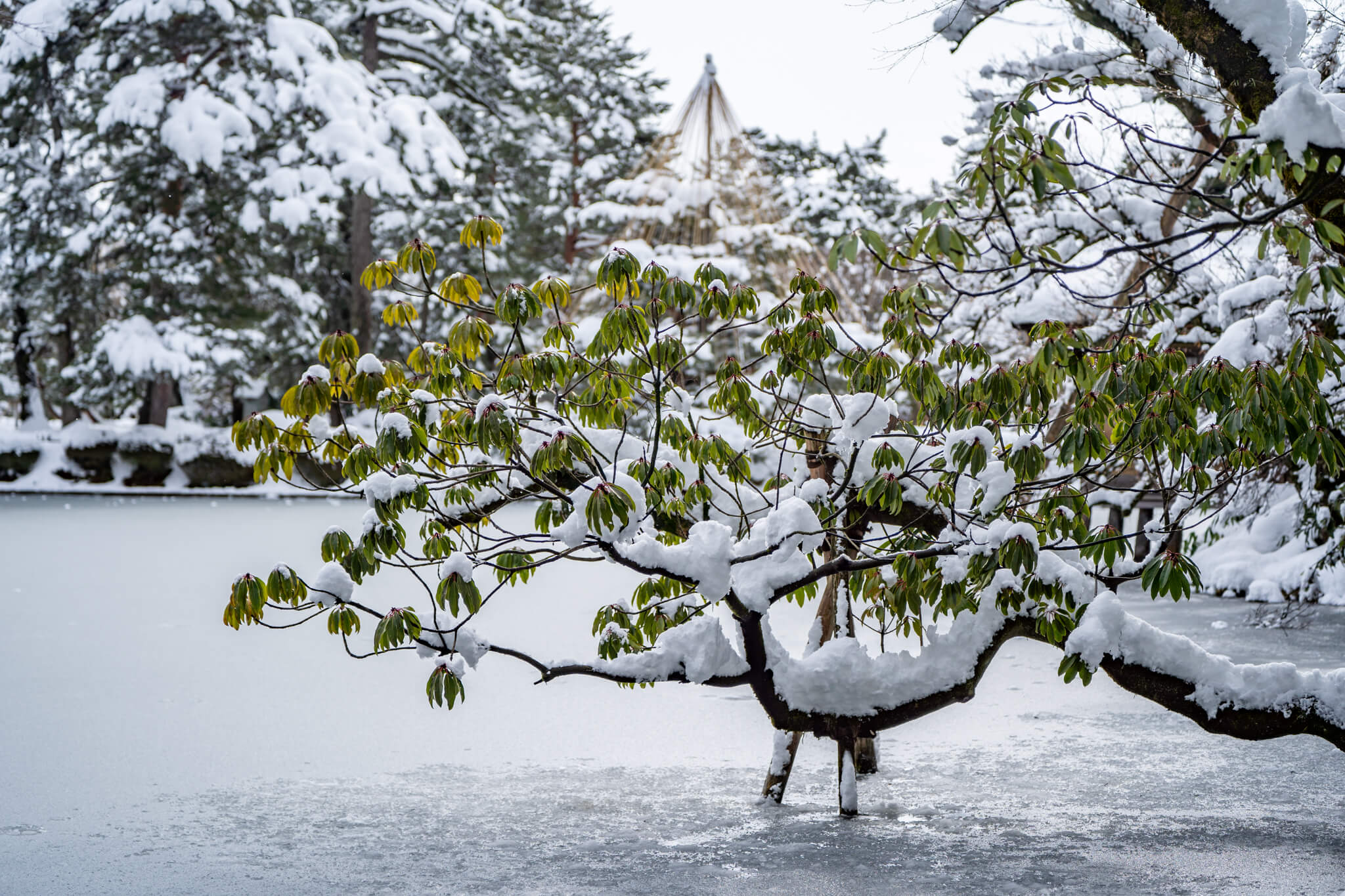 白嶺　雪景色 白嶺 雪景色 訳あり
