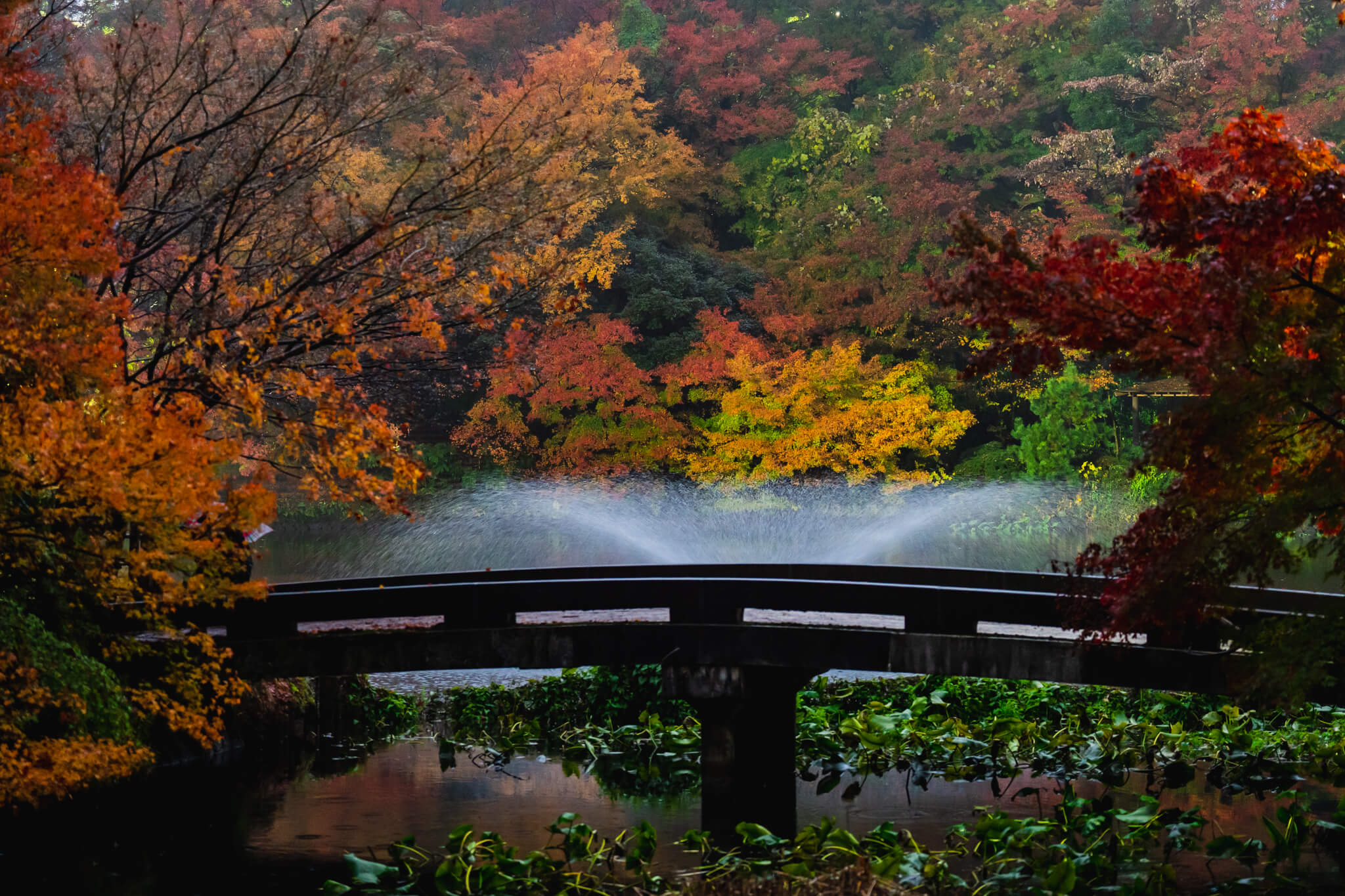 大特価！古木、山もみじ 写真】富山県10大紅葉スポット高岡古城公園2018-2022|VR:北陸