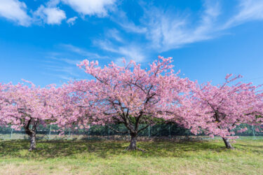 富山市三菱ケミカル敷地内の満開の河津桜と野鳥2023