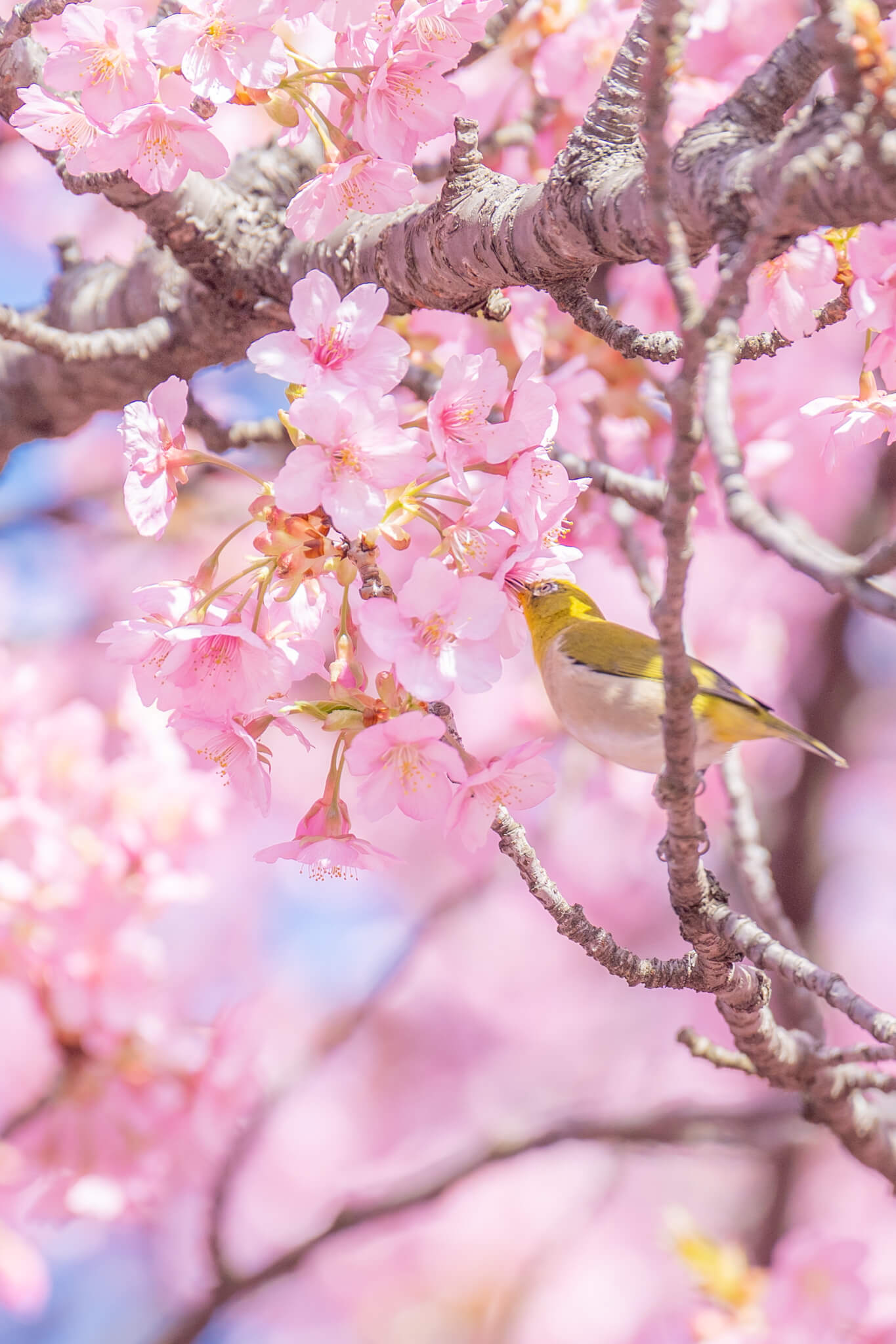 写真】富山市三菱ケミカル敷地内の満開の河津桜と野鳥2023|VR:北陸 写真】富山市三菱ケミカル敷地内の満開の河津桜と野鳥2023|VR:北陸