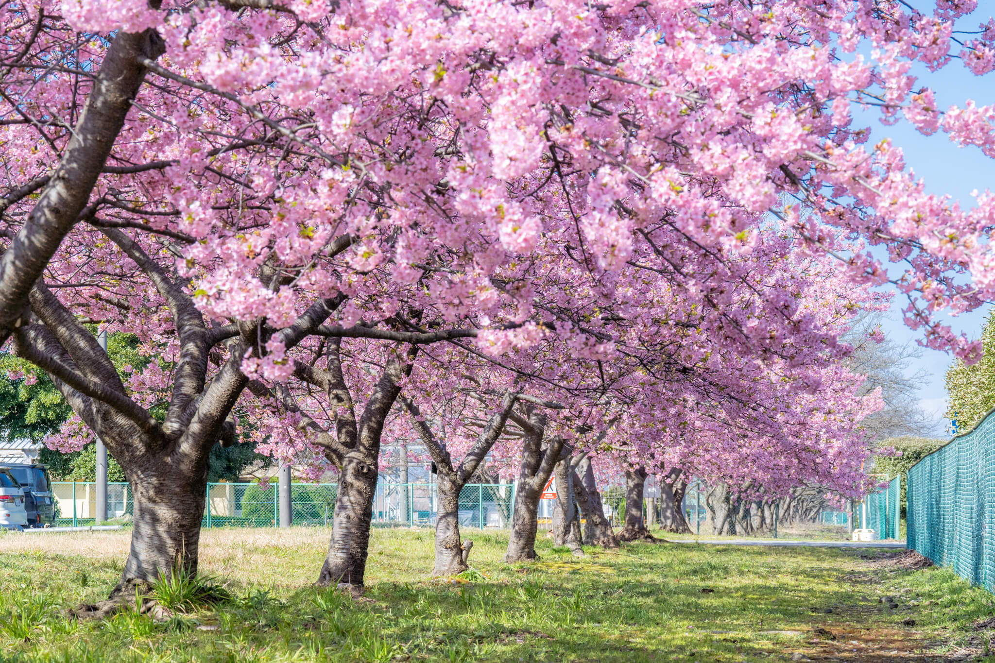 写真】富山市三菱ケミカル敷地内の満開の河津桜と野鳥2023|VR:北陸