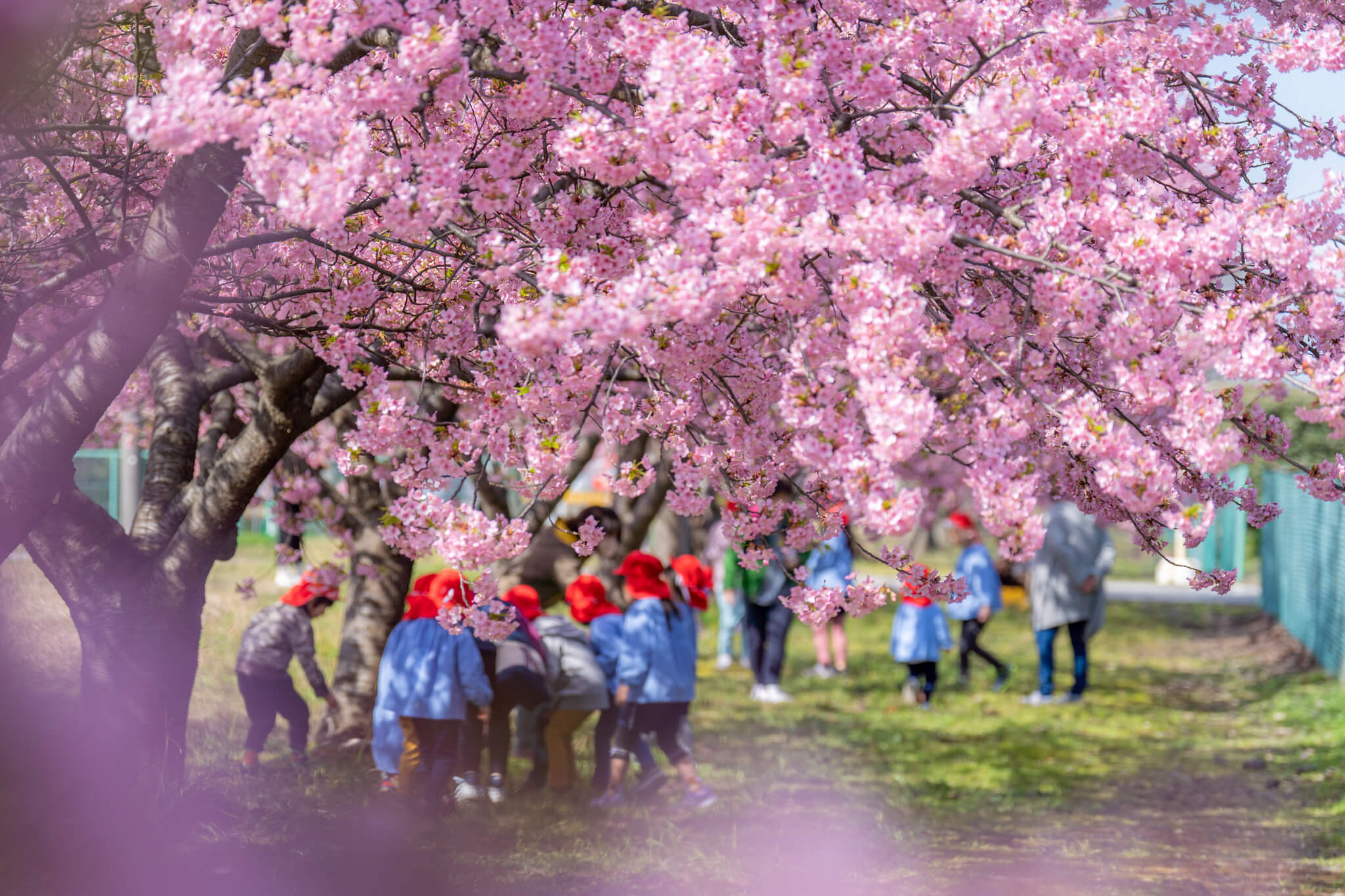 写真】富山市三菱ケミカル敷地内の満開の河津桜と野鳥2023|VR:北陸