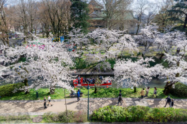 富山市松川べりの満開の桜並木と松川遊覧船2023