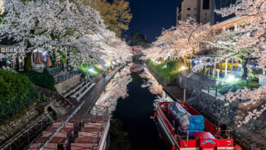 富山市松川べりの満開の夜桜ライトアップと完璧リフレクション2023
