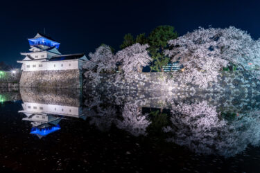 富山城址公園の満開の夜桜ライトアップとリフレクション2023